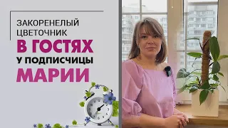 В гостях у подписчицы Марии. Дизайн, цветы и коты