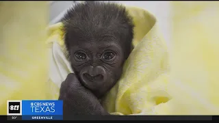 North Texas OB-GYN makes history delivering baby gorilla at the Fort Worth Zoo