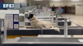 Brasil convierte un antiguo hipermercado en un refugio para mascotas tras inundaciones en el sur del