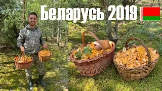 Беларусь грибы! Минск и Минская область.