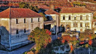 Abandoned Mansion With HUGE Vineyard Portugal