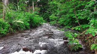 Sleep Immediately with Forest River Sounds, relaxing nature sounds, white noise for sleep, asmr