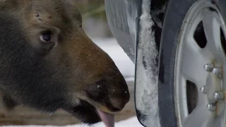 A moose’s favourite car snack - Natural World 2016: Episode 3 Preview - BBC Two