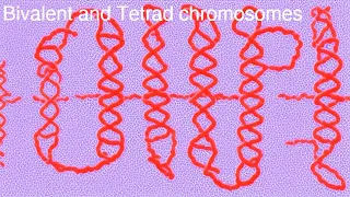 "Understanding bivalent & tetrad: chromosomal dynamics #chromosomes