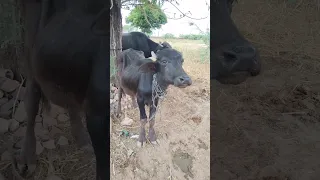 😭 काफी दिनों बाद मुलाकात हुई बच्चा खुश हुआ #shorts #buffalo #cow