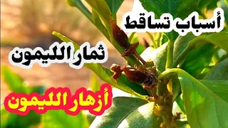 أسباب وحلول تساقط ثمار و أزهار شجرة الليمون🍋|| Causes of lemon tree flowers and fruits falling off