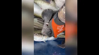 Страшная рыба зубатка из Баренцева моря