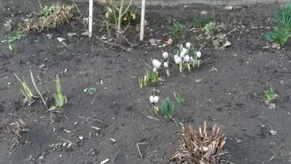 Природа Украины весной