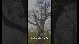 Haunted Devils Tree