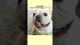 にらめっこで勝負だどん♪ #shorts 【フレンチブルドッグ frenchbulldog】