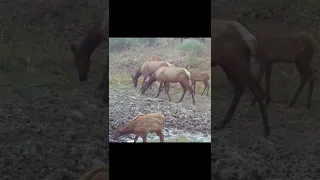 Elk