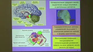 Дубынин В. А. - Физиология потребностей - Мозг и любопытство
