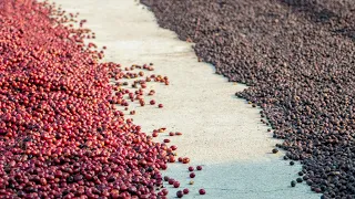 Coffee Processing