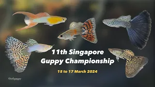 Pretty Guppies (Winning Entries) | 11th Singapore #guppy Championship Competition