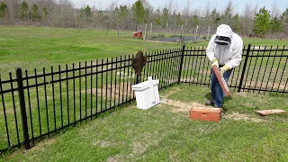 Honey Bee Swarm Capture Attempt - March 2024