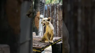 Lion cub calls his mother.