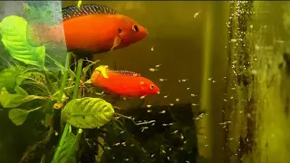 Spawning The Turkana Jewel Cichlid: Leave Your Planted Fish Tanks "Dirty" & Covered in Algae for Fry