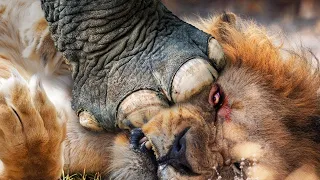 The Elephant Madly Kills The Lions To Avenge The Death Of The Baby Elephant  || Wild Animal Attack