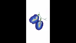 Realistic butterfly pea flowers drawing | Link in description .