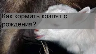 Как кормить козлят с рождения?