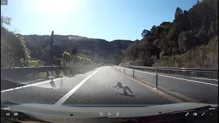 ドライブレコーダー　高速道路で猿をはねる　SW20 MR2