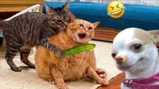 Best Funniest Animal Videos 0f The week 🐱😍 Funny Dogs And Cats Videos 2024 🐕🐈‍⬛#54