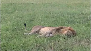 FUNNY JACKAL ATTACKS A LION 😂😂😂🤔