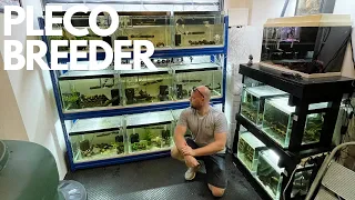 VISITING RARE PLECO BREEDERS FISH ROOM (MUST SEE FISH ROOM TOUR)