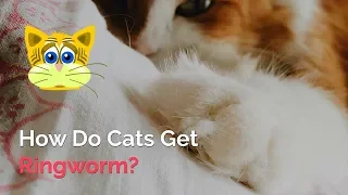 How Do Cats Get Ringworm | Signs, Prevention and Treatment