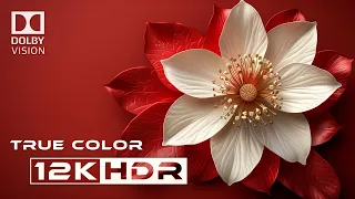 Real 12k HDR 60FPS | Dolby Vision