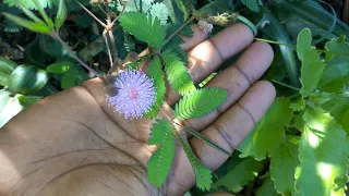 Did you know plant moves when you touch it😲😲 Mimosa pudika /shy plant
