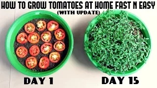 Grow Tomatoes from Tomatoes (Easiest Method Ever With Updates)