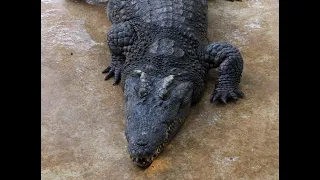 Под Москвой в лесополосе найден дохлый крокодил