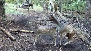 Damhirsche in der Paarungszeit - Fallow deer in mating season