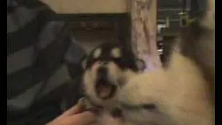 alaskan malamute puppy howling (14 days old)