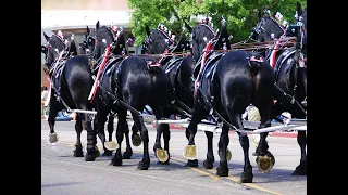 THE COMPLETE RIDER  •  THE PERCHERONS