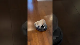 Bunny on a Roomba
