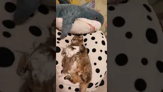 "ХОРОШО ПОСПАЛИ" :  акула, кошка и морская свинка GET A GOOD SLEEP ": shark, cat and guinea pig