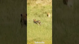 Lion vs Tiger Fight 😱😱😱