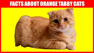 8 Facts About Orange Tabby Cats You Probably Didn't Know