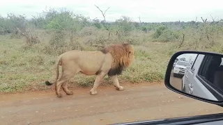 MASSIVE Male Lion "The Tank" NEXT TO ME! Morning Safari! Kruger National Park!