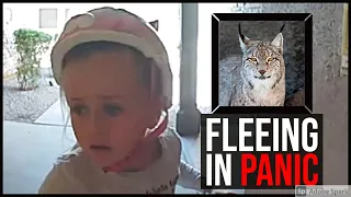 Girl caught on camera escaping from a bobcat to her neighbors