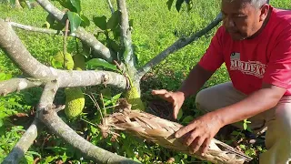 Berapa besarkah putik cempedak baru kita sarung @bungkus buahnya..??