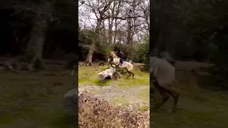 Lexi and Jingles jumping in the new forest!🔔 @lexisponyadventures