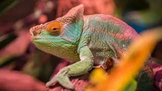 Calm relaxation music with chameleons in the background.