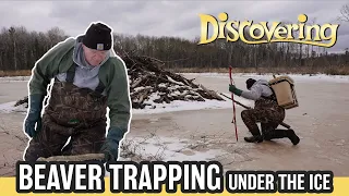 DISCOVERING | Beaver Trapping Under the Ice