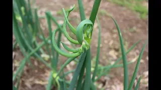 Egyptian Walking Onions ~~Container Garden ~~ Back to Eden