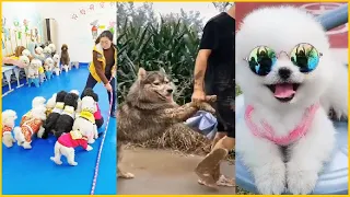 Tik Tok Chó Phốc Sóc Mini | Funny and Cute Pomeranian Videos #46