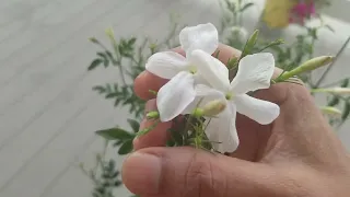 இது ஜாதி மல்லிப்பூ செடியா? கொடியா? மரம் மாதிரி இருக்கு பாருங்க! Common Jasmine.