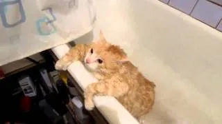 Котэ не может выбраться из ванной!